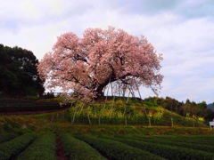 百年桜