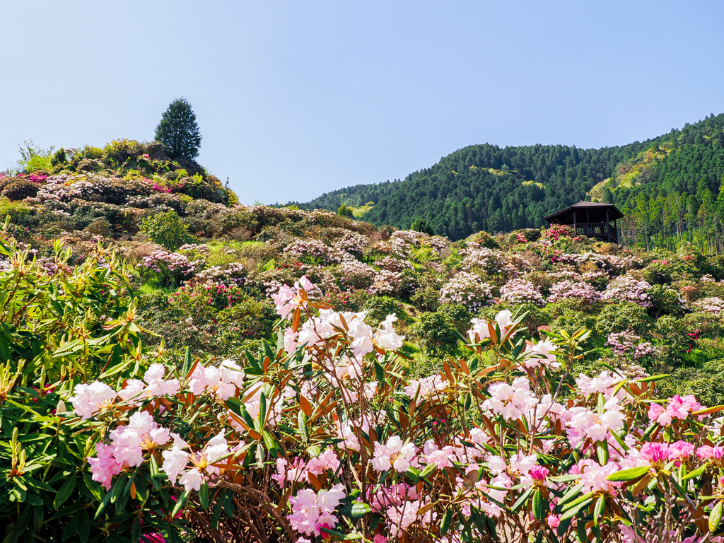 星の花公園