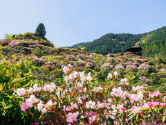 星の花公園