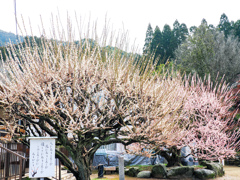 普光寺の臥龍梅