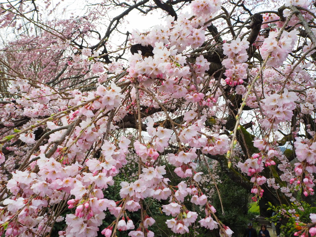しだれ桜