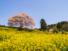 馬場の山桜