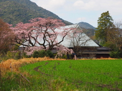 しだれ桜
