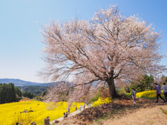 馬場の山桜