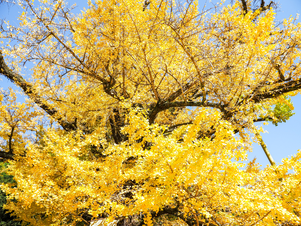 下城の大イチョウ