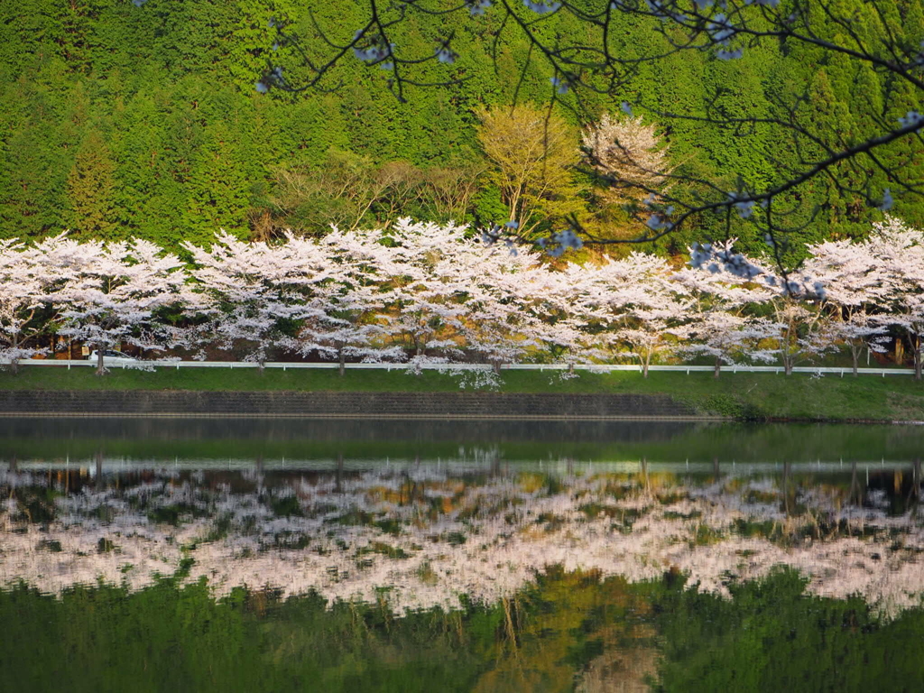 桜並木