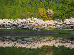 桜並木