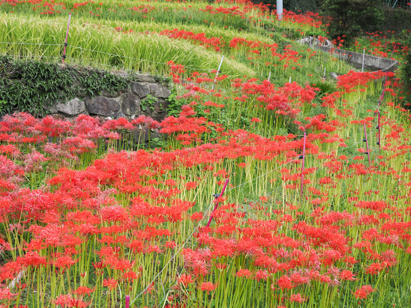 江里山の彼岸花