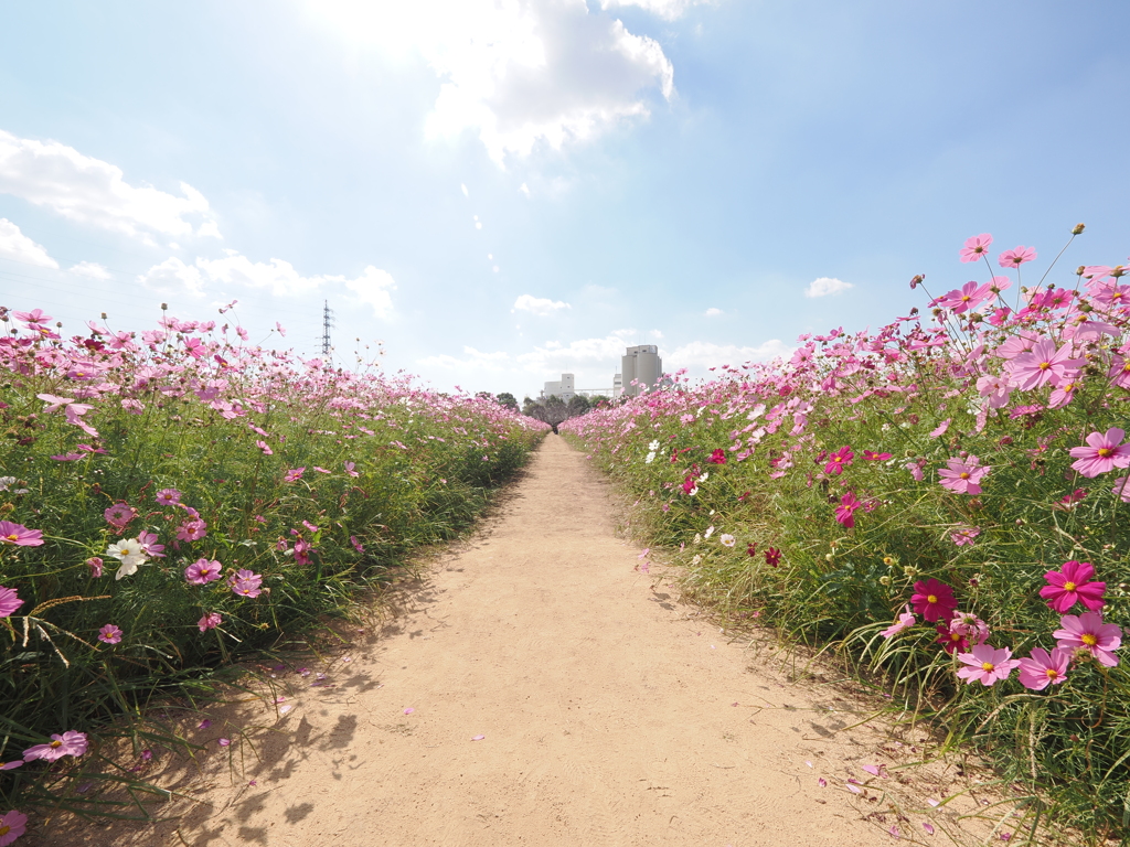 キリン花園