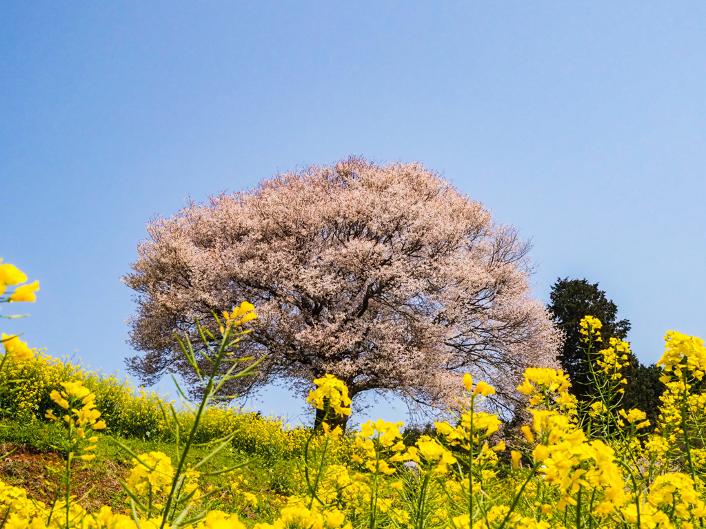 馬場の山桜