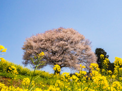 馬場の山桜