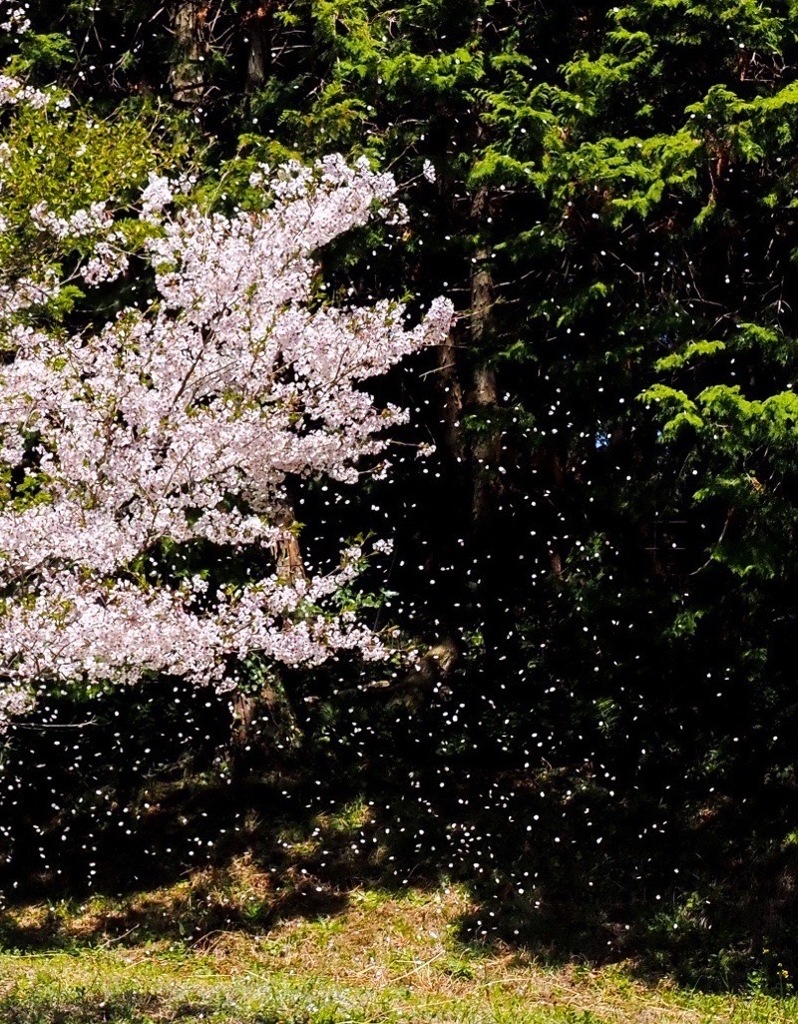 桜吹雪