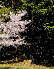 桜吹雪