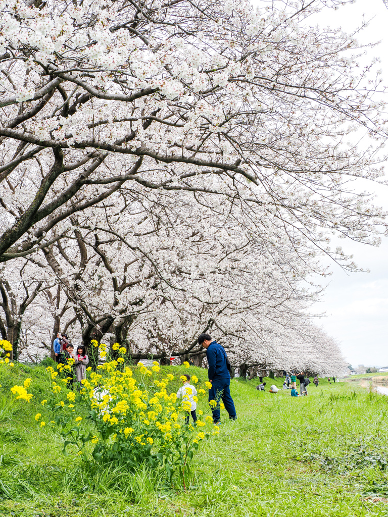 流川の桜並木