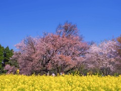 一心行の大桜