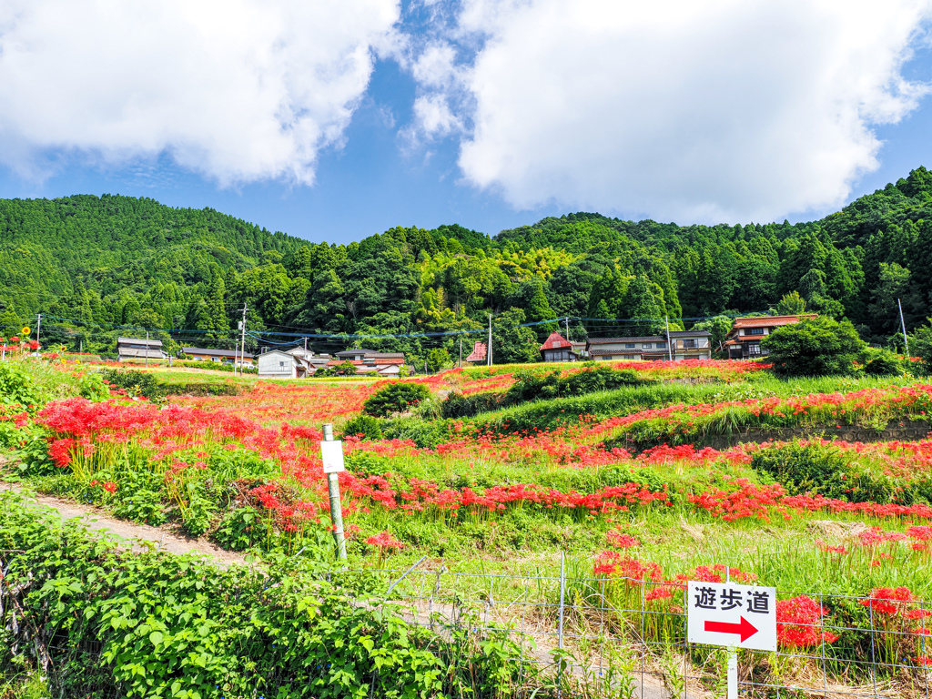 江里山棚田