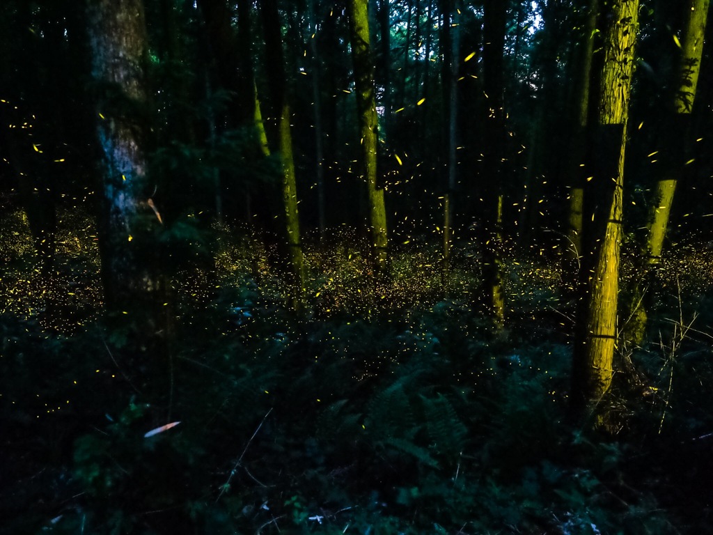 福岡の鞍手町のヒメボタル