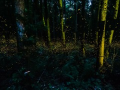 福岡の鞍手町のヒメボタル