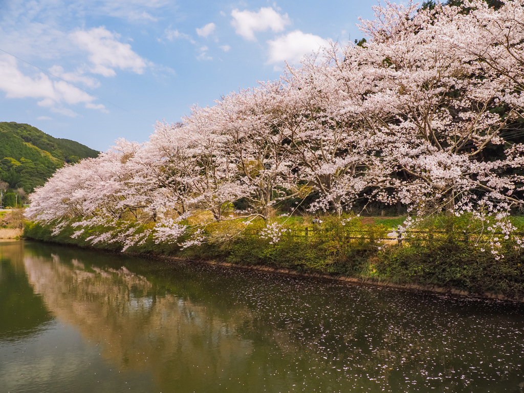 八天桜