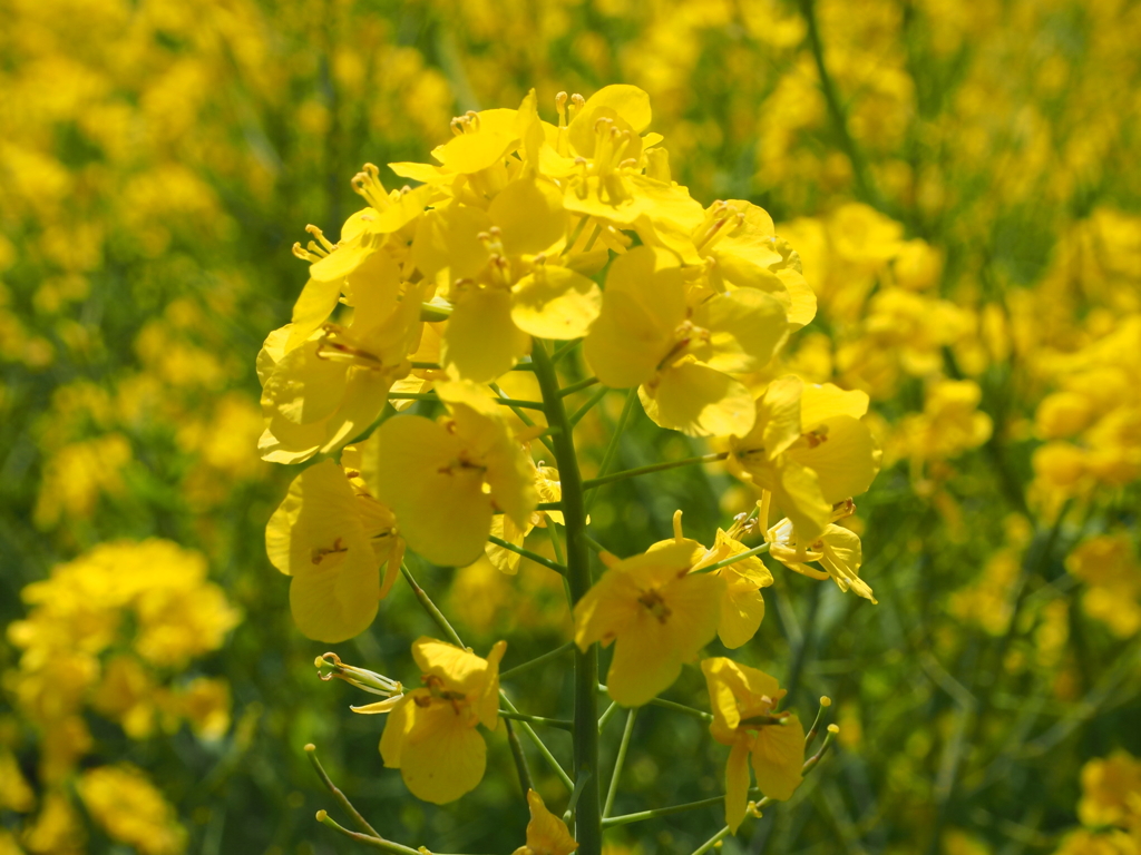 菜の花