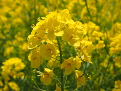 菜の花
