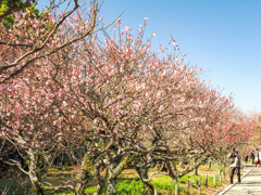 舞鶴公園