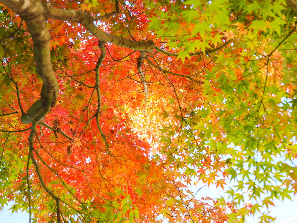 呑山観音寺