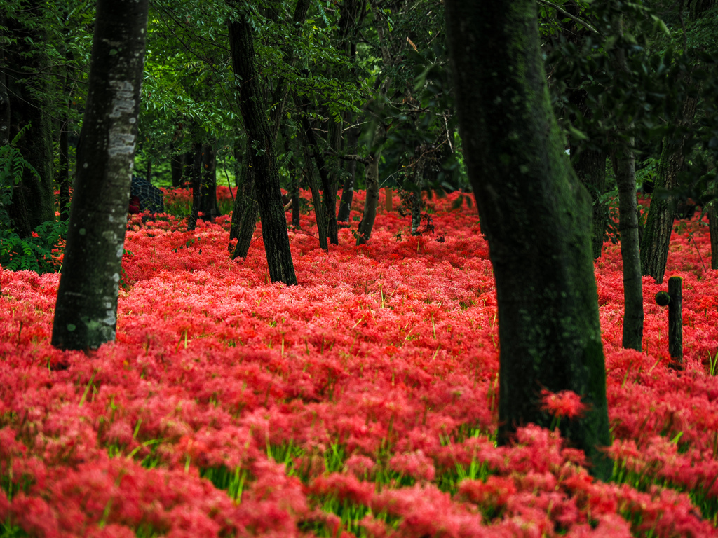 巾着田曼珠沙華公園