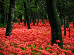 巾着田曼珠沙華公園