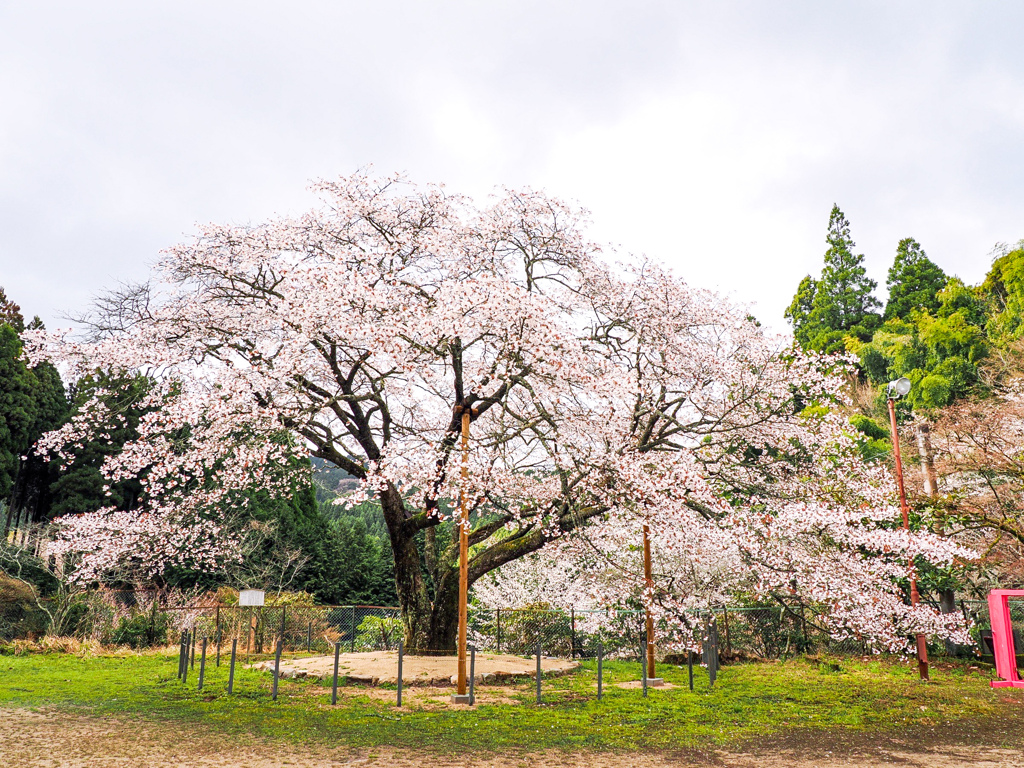 久保山の一本桜