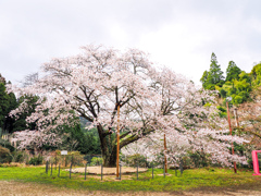 久保山の一本桜