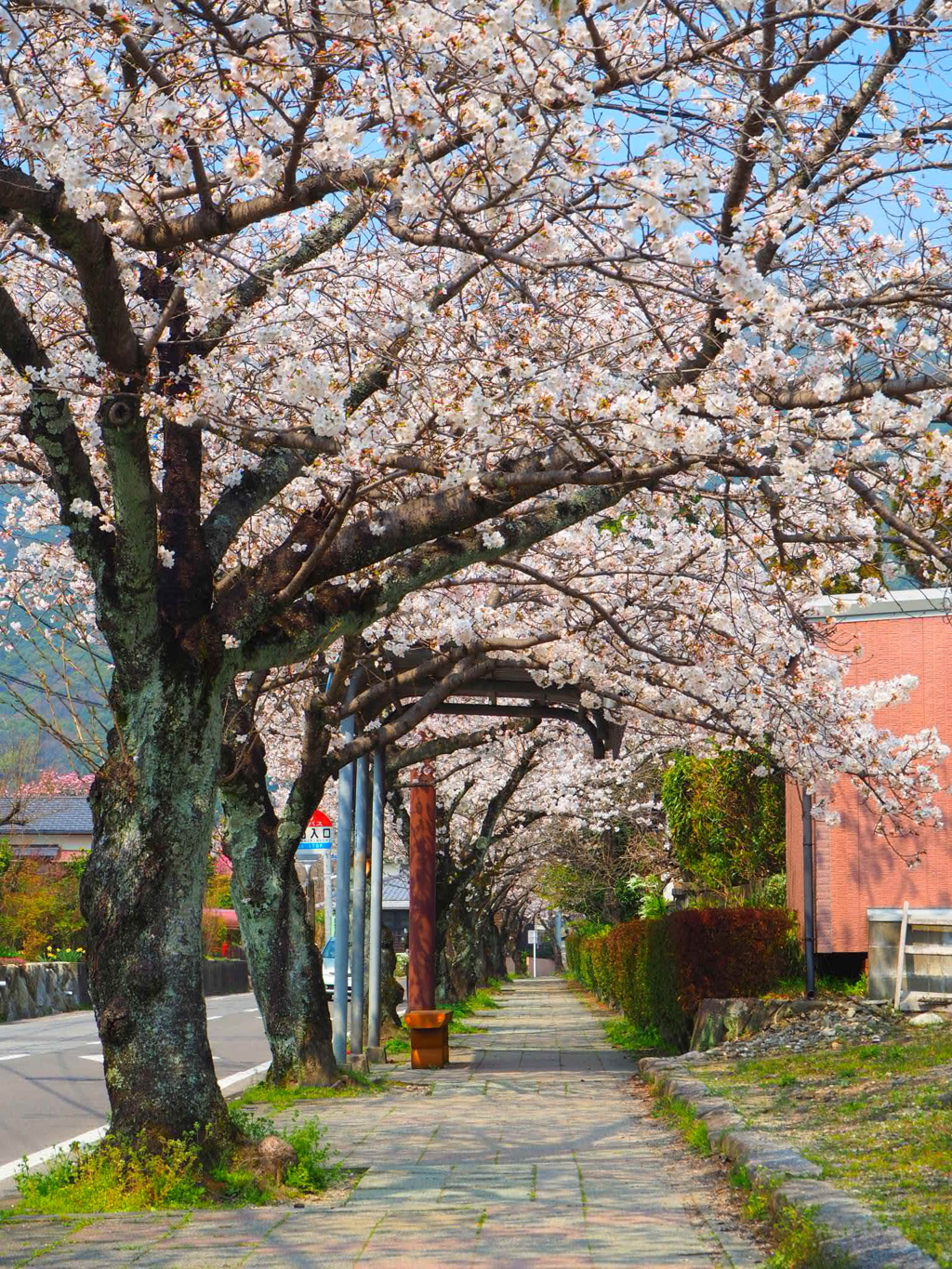 桜並木