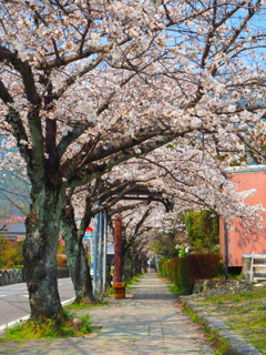 桜並木