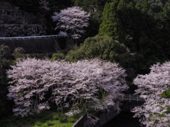 庭木ダム
