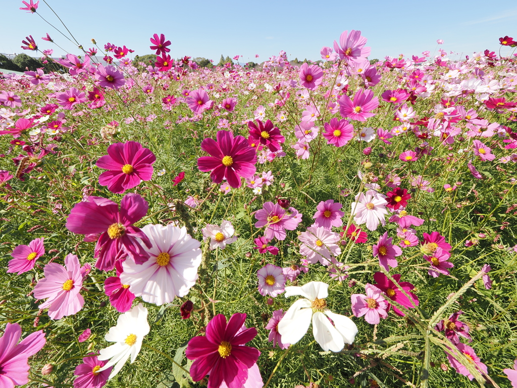 キリン花園