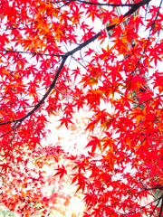 穴太衆石垣の紅葉