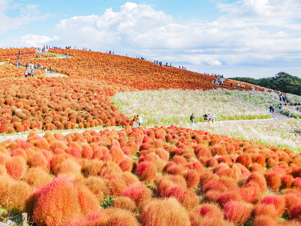 ひたちなか海浜公園
