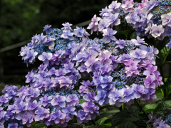 竈門神社の紫陽花