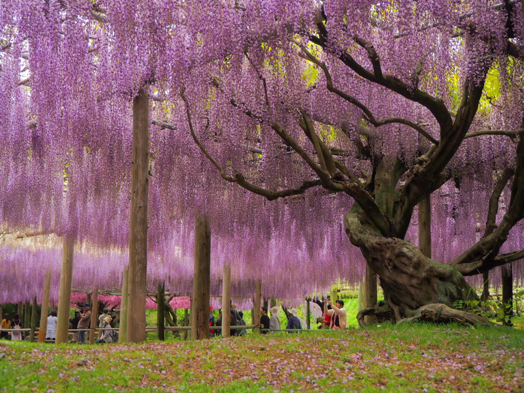 河内藤園