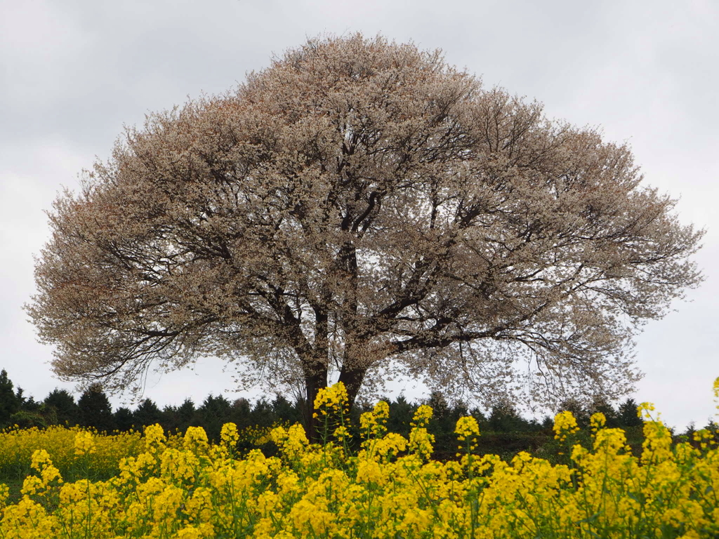 馬場の一本桜