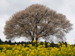 馬場の一本桜