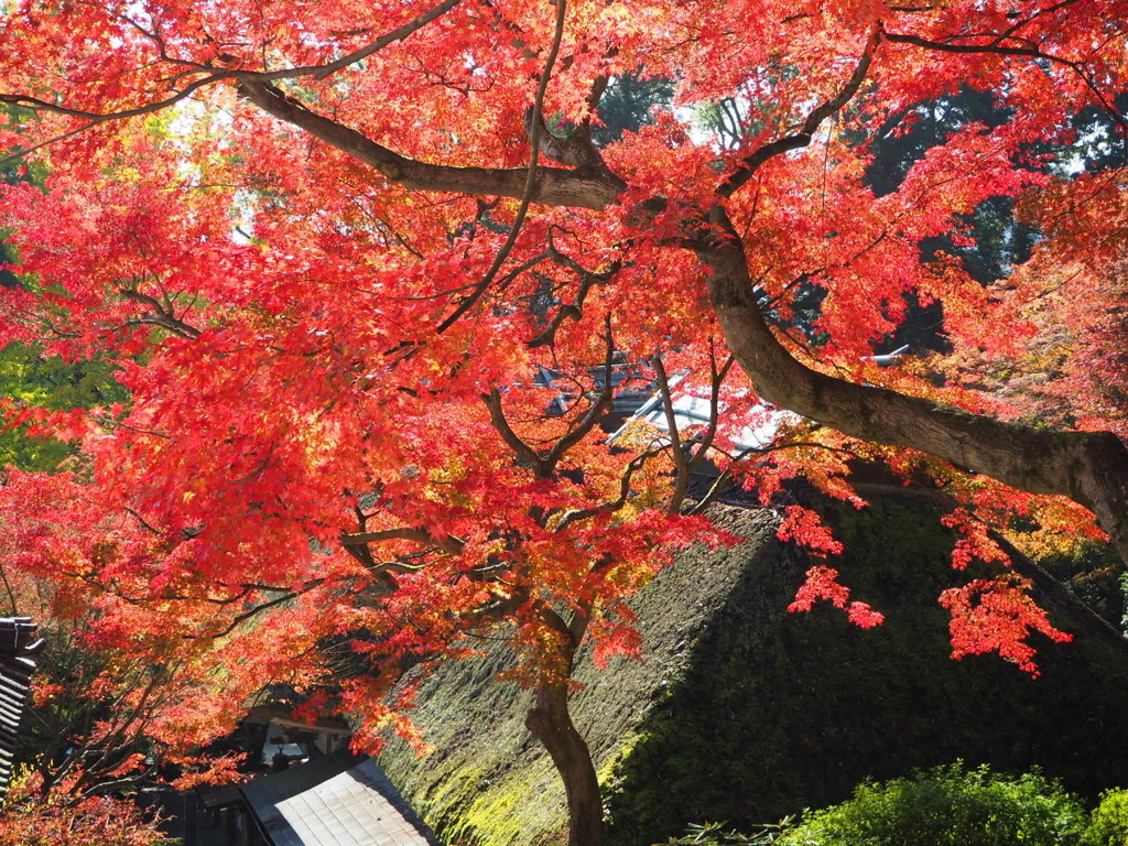 別格本山大興善寺