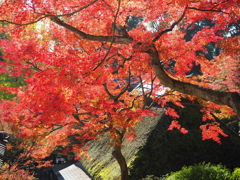 別格本山大興善寺