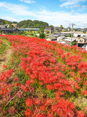 社が丘花公園