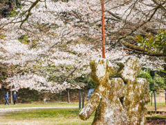 脊振小分校跡の山桜