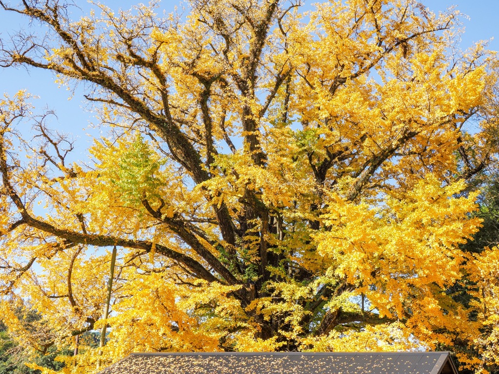 下城の大イチョウ