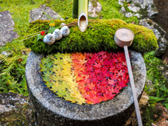楊谷寺