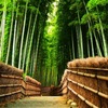 嵐山の竹林