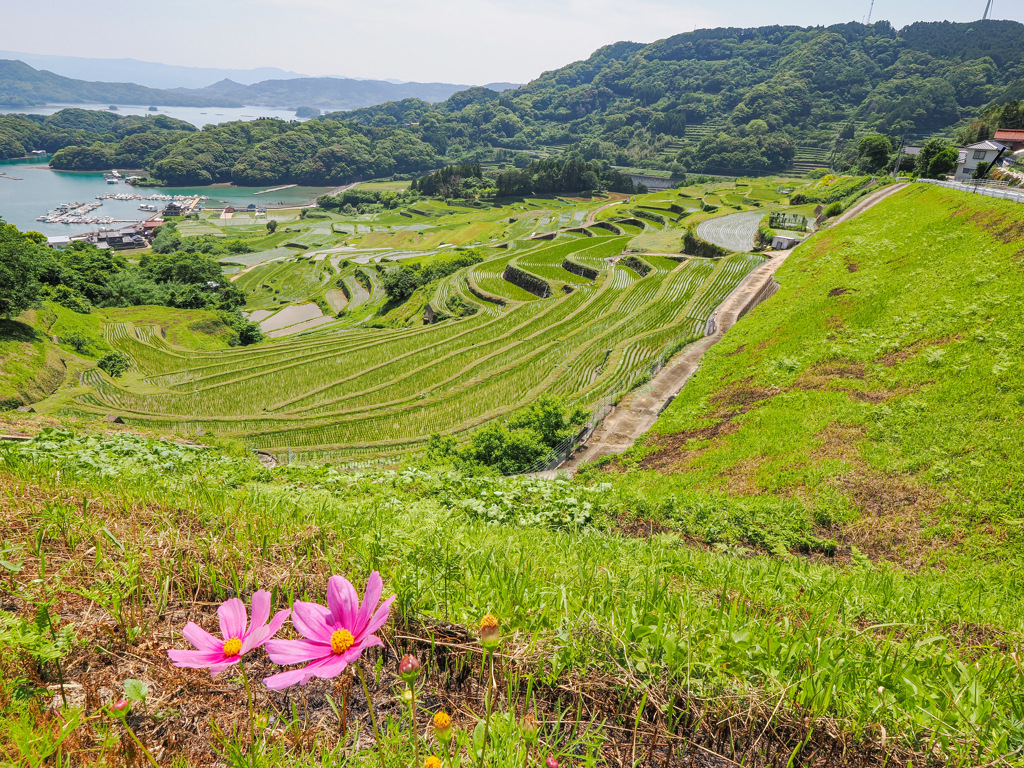 大浦の棚田