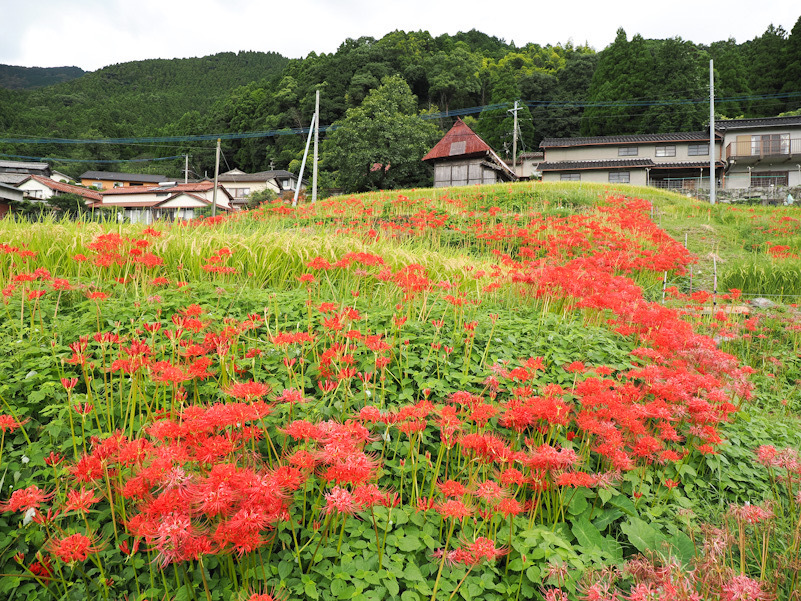 江里山の彼岸花